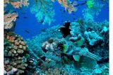 Korallenriff mit vielen verschiedenen Fischarten