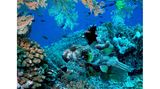 Korallenriff mit vielen verschiedenen Fischarten