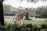 Eine Giraffe und zwei Zebras auf einer Grünfläche