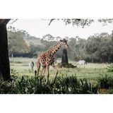 Eine Giraffe und zwei Zebras auf einer Grünfläche