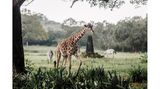 Eine Giraffe und zwei Zebras auf einer Grünfläche