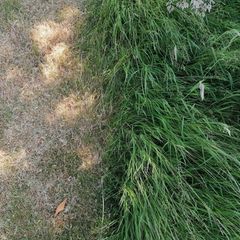 Vertrocknetes vs. grünes Gras