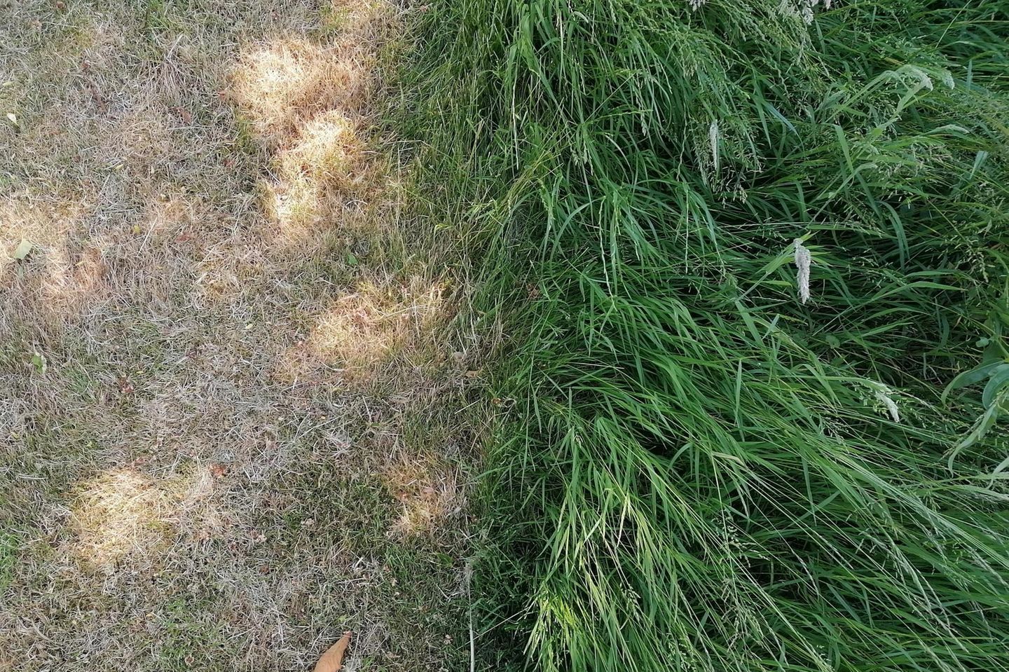 Vertrocknetes vs. grünes Gras