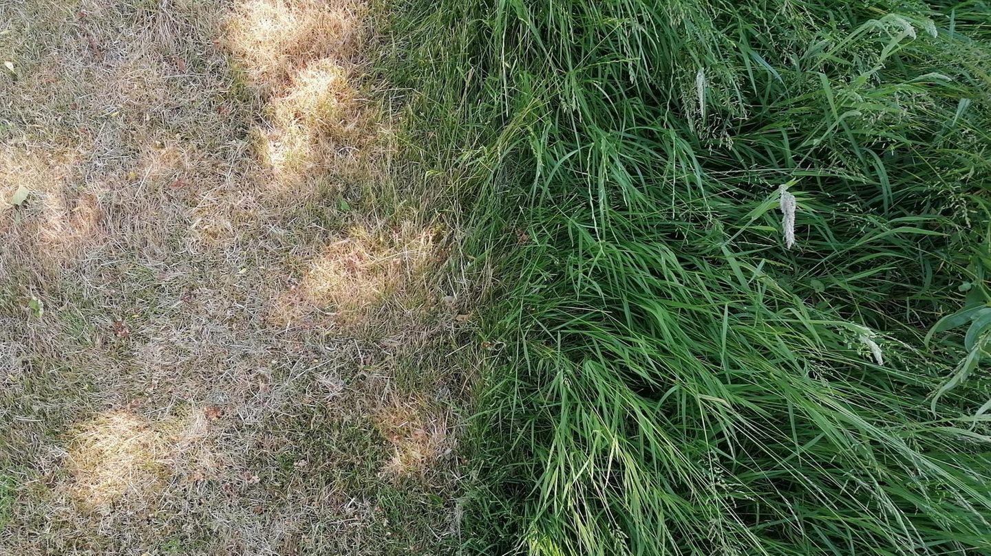 Vertrocknetes vs. grünes Gras