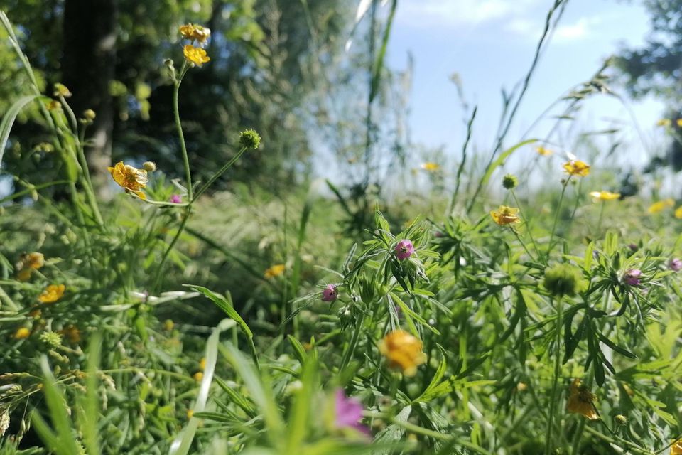 Wildblumen statt Rasen
