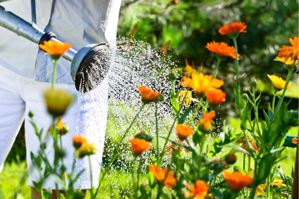 Mann gießt orangene Blumen im Garten
