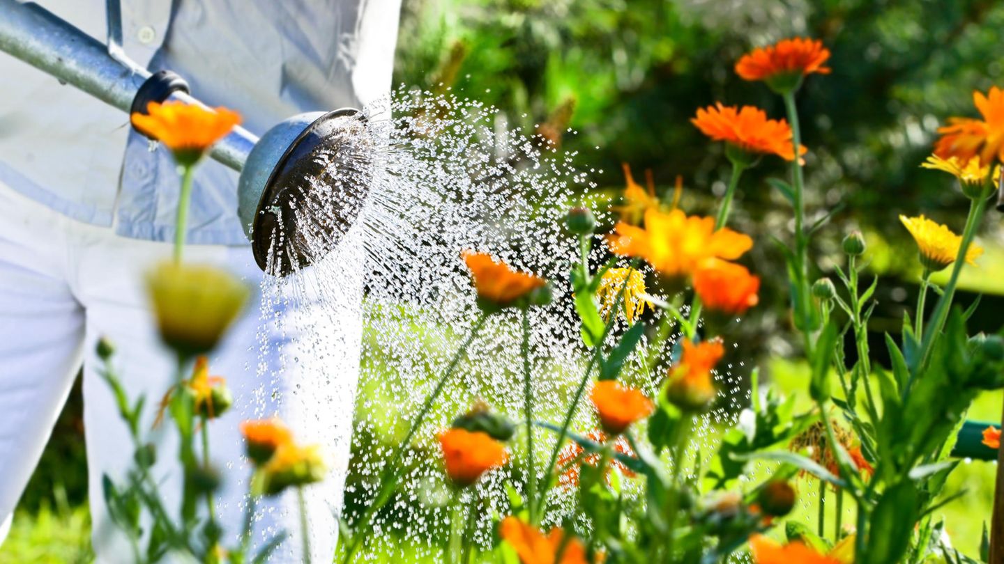 Mann gießt orangene Blumen im Garten