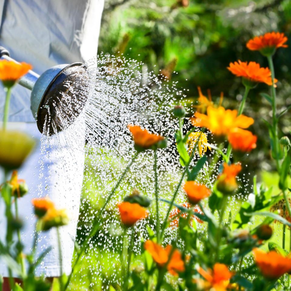 Mann gießt orangene Blumen im Garten