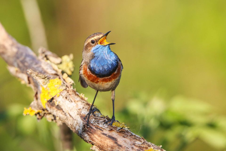 Balzendes Blaukehlchen