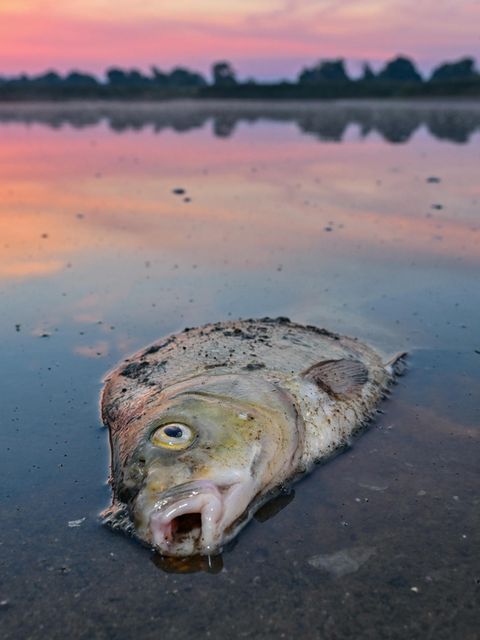 Im Sommer 2022 verendeten massenhaft Fische in der Oder. Jetzt werden in den Zubringern des Grenzflusses wieder Kadaver gefunden - und ein viel zu hoher Salzgehalt gemessen