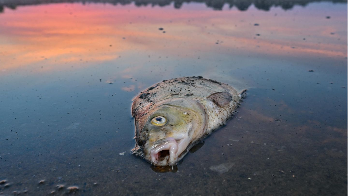 Im Sommer 2022 verendeten massenhaft Fische in der Oder. Jetzt werden in den Zubringern des Grenzflusses wieder Kadaver gefunden - und ein viel zu hoher Salzgehalt gemessen