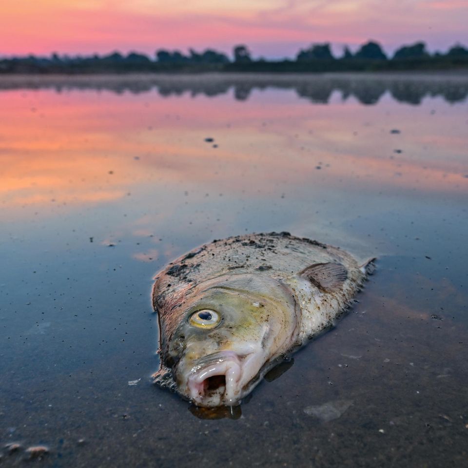 Im Sommer 2022 verendeten massenhaft Fische in der Oder. Jetzt werden in den Zubringern des Grenzflusses wieder Kadaver gefunden - und ein viel zu hoher Salzgehalt gemessen