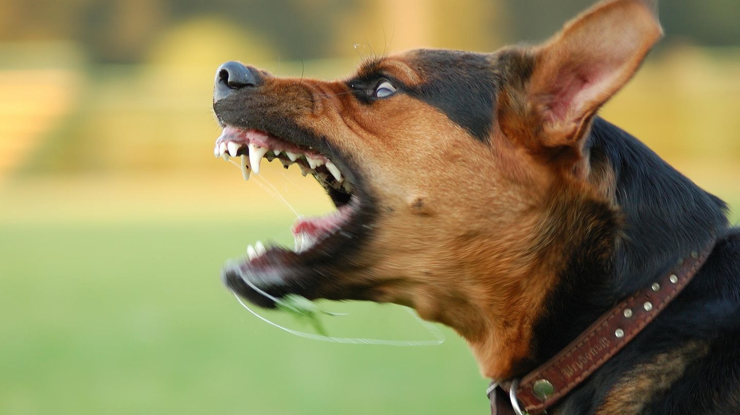 Höhere Ozonwerte scheinen bei Hunden die Aggressivität zu erhöhen, darauf weist eine neue Studie aus Harvard hin