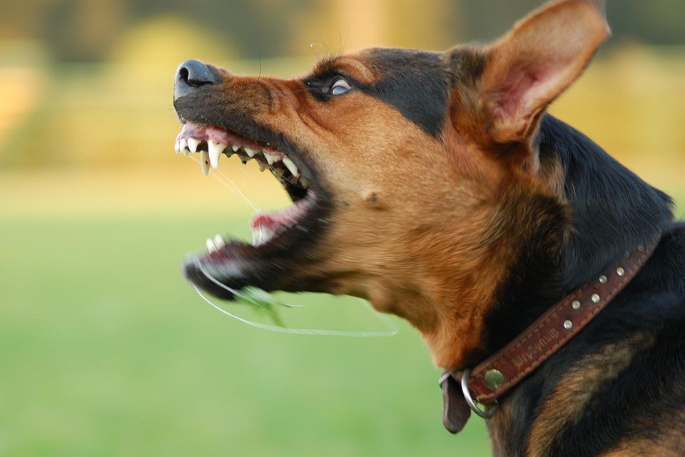 Höhere Ozonwerte scheinen bei Hunden die Aggressivität zu erhöhen, darauf weist eine neue Studie aus Harvard hin