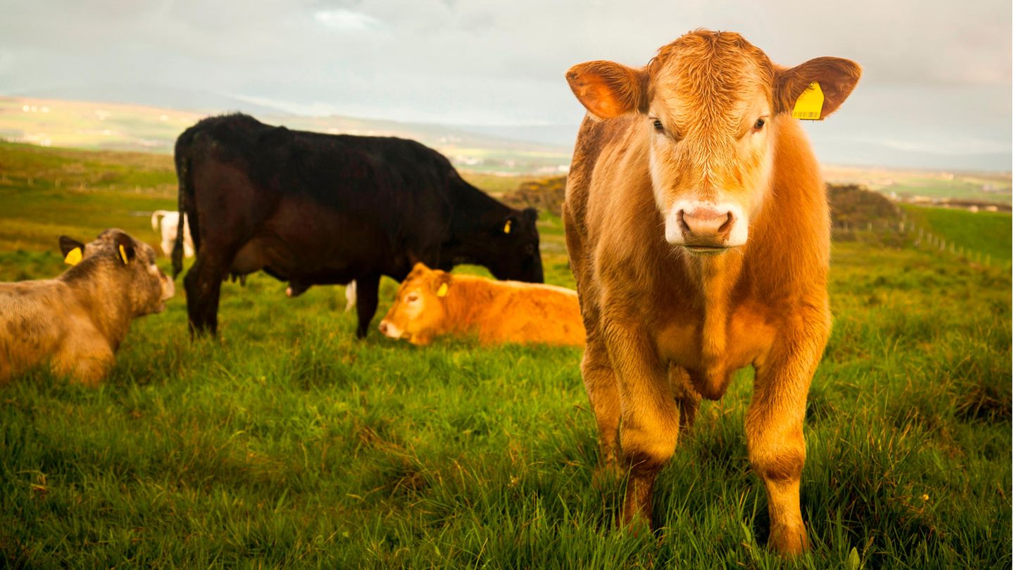 Um die Klimaschutzziele zu erreichen, schlägt das Landwirtschaftsministerium in Dublin vor, 200.000 Kühe zu töten