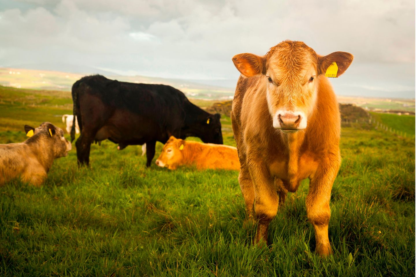 Um die Klimaschutzziele zu erreichen, schlägt das Landwirtschaftsministerium in Dublin vor, 200.000 Kühe zu töten