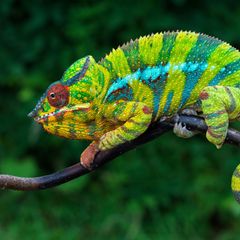 Chamäleon