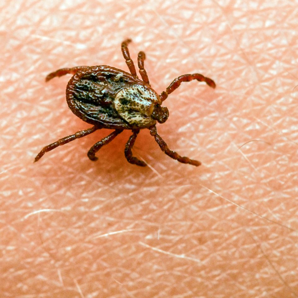 Zecken können Erreger verschiedener Krankheiten wie Borreliose und FSME übertragen