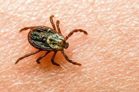 Zecken können Erreger verschiedener Krankheiten wie Borreliose und FSME übertragen