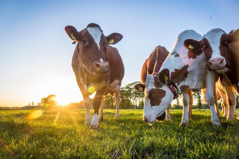 Kühe erzeugen bei der Verdauung das extrem schädliche Klimagas Methan