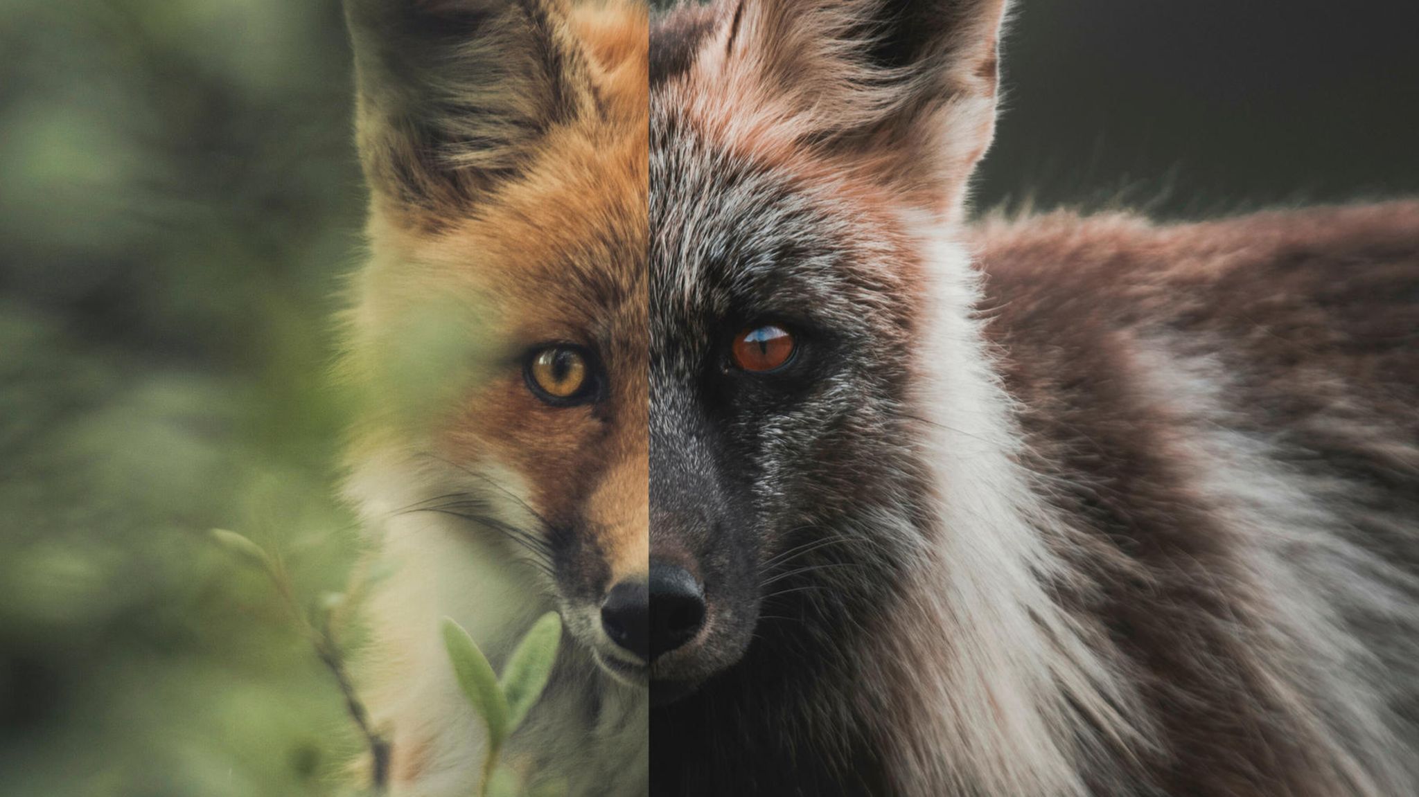 Rotfuchs und Silberfuchs blicken in die Kamera, Collage nebeneinander.