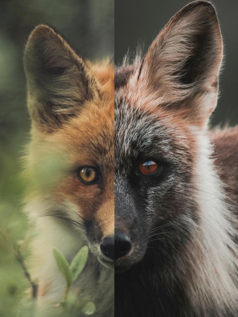 Rotfuchs und Silberfuchs blicken in die Kamera, Collage nebeneinander.