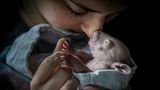 Am Rande von Melbourne, Australien, wird mehr und mehr Buschland zum Bau neuer Wohnsiedlungen zerstört, Tausende Tiere verlieren ihre Heimat, fliehen, sterben durch Unfällt mit Autos. Diejenigen, die überleben, finden sich, wenn sie Glück haben, in der Obhut einer Auffangstation für Wildtiere wie dem Joey and Bat Sanctuary wieder – wie dieser junge Nacktnasenwombat, dessen Mutter überfahren wurde (Human/Nature Winner)