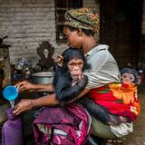 Demokratische Republik Kongo: Immer wieder bringen Wildhüter verwaiste Schimpansenjungen, deren Mütter von Wilderern getötet wurden, in die Auffangstation im Lwiro-Primatenschutzgebiet des Kahuzi-Biega-Nationalpark. Die  Pflegerinnen und Pfleger behandeln die Schimpansen so zärtlich, als wären es menschliche Kinder, und die jungen Primaten verhalten sich ihrerseits oft wie Kinder – verspielt, schelmisch und verletzlich (Human/Nature Finalist)