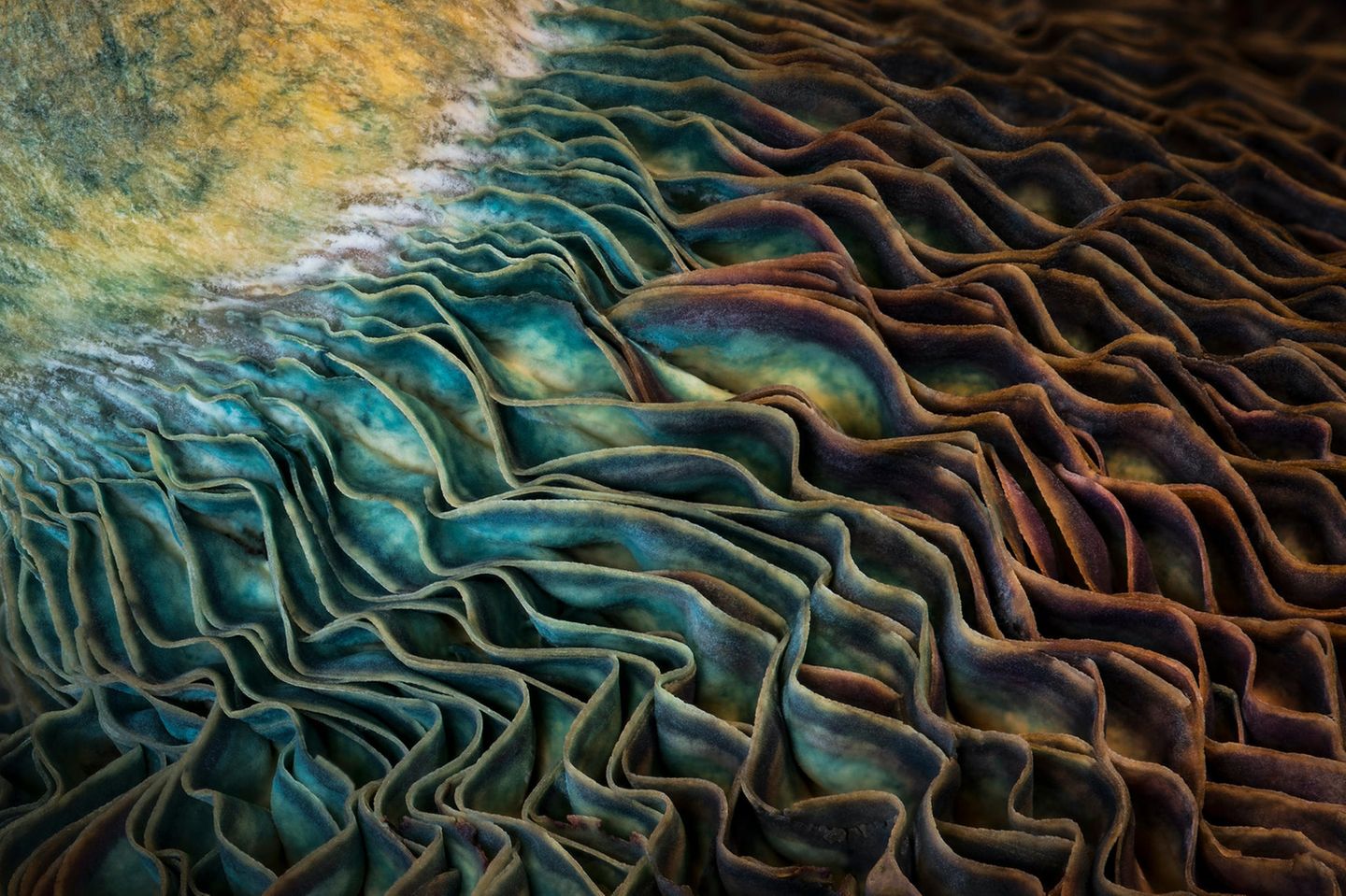 Sind es Wellen, die ans Ufer schlagen? Eine Landschaft mit zerfurchten Canyons? Nein, es handelt sich um die Lamellen eines Pilzes der Gattung Lactarius (Milchlinge), der in den White Mountains in Arizona gedeiht. Die grünliche-blaue Färbung entsteht, wenn bestimmte organische Verbindungen aus den Pilzzellen der Luft ausgesetzt sind und mit Sauerstoff reagieren (Art of Nature Winner)