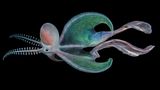 Weibliche Löcherkraken (hier vor den Philippinen) können bis zu 3 Meter lang werden und damit gut 40.000 Mal größer als die bloß walnussgroßen Männchen. Die seltsam anmutendenden Kopffüßer nutzen eine einzigartige Jagdmethode: Sie reißen Quallen, gegen deren Gift sie immun sind, einen Tentakel ab, tragen das abgetrennte Anhängsel als Waffe mit sich und betäuben damit ihre Beute zum Beispiel Fische (Aquatic Life Finalist)