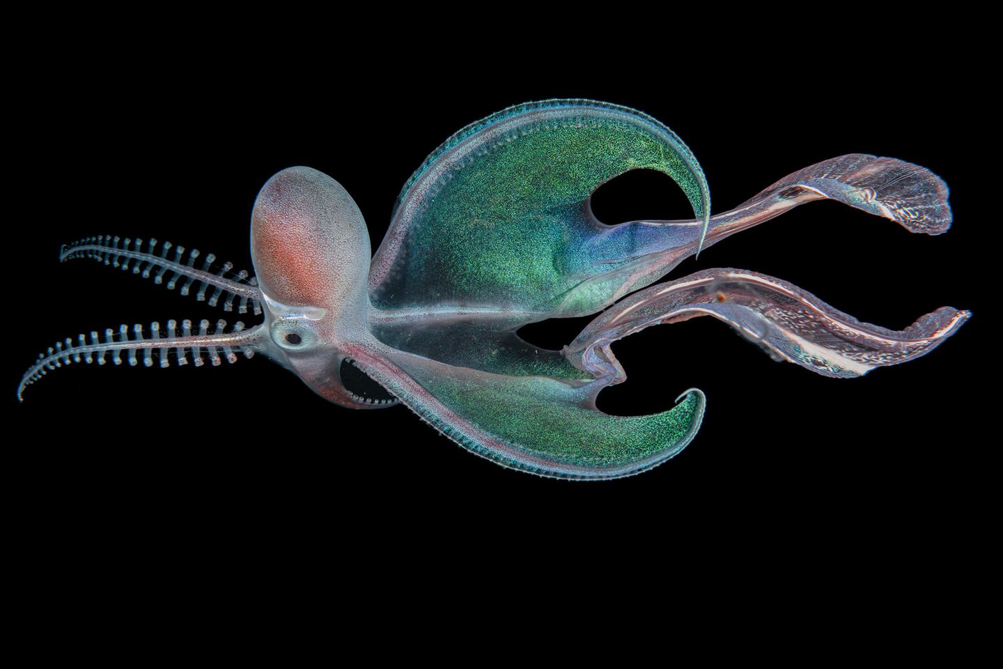 Weibliche Löcherkraken (hier vor den Philippinen) können bis zu 3 Meter lang werden und damit gut 40.000 Mal größer als die bloß walnussgroßen Männchen. Die seltsam anmutendenden Kopffüßer nutzen eine einzigartige Jagdmethode: Sie reißen Quallen, gegen deren Gift sie immun sind, einen Tentakel ab, tragen das abgetrennte Anhängsel als Waffe mit sich und betäuben damit ihre Beute zum Beispiel Fische (Aquatic Life Finalist)