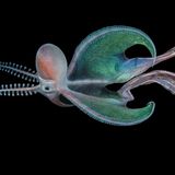 Weibliche Löcherkraken (hier vor den Philippinen) können bis zu 3 Meter lang werden und damit gut 40.000 Mal größer als die bloß walnussgroßen Männchen. Die seltsam anmutendenden Kopffüßer nutzen eine einzigartige Jagdmethode: Sie reißen Quallen, gegen deren Gift sie immun sind, einen Tentakel ab, tragen das abgetrennte Anhängsel als Waffe mit sich und betäuben damit ihre Beute zum Beispiel Fische (Aquatic Life Finalist)