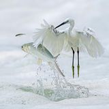 Mit einer Hochgeschwindigkeits-Serienaufnahme hielt Fotograf Xiaoping Lin diesen aufgeschreckten Seidenreiher fest, in dem Moment, als das Tier über den Wellen eines Sees in der Nähe von Xiamen, China, in die Luft abhebt. Das Bild einer flüchtigen Aktion, in einer Palette von Weiß- und Silbertönen dauerhaft eingefroren, sei "wie ein Gedicht", so Lin (Winged Life Winner)