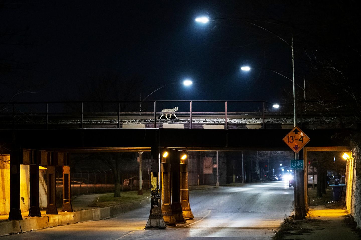 Rund 4000 Kojoten leben die im Großraum Chicago: In der Regel werden die Tiere nur etwa drei Jahre alt, während sie  anderdswo in freier Wildbahn ein Alter von zehn, in Gefangenschaft sogar 18 Jahre erreichen können. Häufigste Todesursache: der Verkehr. Doch einige Koyoten haben gelernt, mit den Widrigkeiten umzugehen und nutzen, wie dieses Tier, Bahngleise, um viel befahrene Autobahnen zu überqueren. Fotograf Corey Arnold wurde ausgezeichnet als Grand Prize Winner beim diesjährigen Big Picture Award