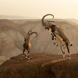 Auf den kargen Klippen in der israelischen Zin-Wüste rangeln Nubische Steinböcke um das Recht sich fortzupflanzen – und lassen ihre bis zu einem Meter langen Hörner gegeneinander krachen. Trotz der Wucht und der schwindelerregenden Höhe, in der sie die Kämpfe austragen, stürzen die Tiere nur äußert selten in den Tod; die Gewandtheit und Schnelligkeit der wilden Ziegen und ihre Vertrautheit mit dem Abgrund scheinen sie selbst in der Hitze des Gefechts zu schützen (Terrestrial Wildlife Finalist)