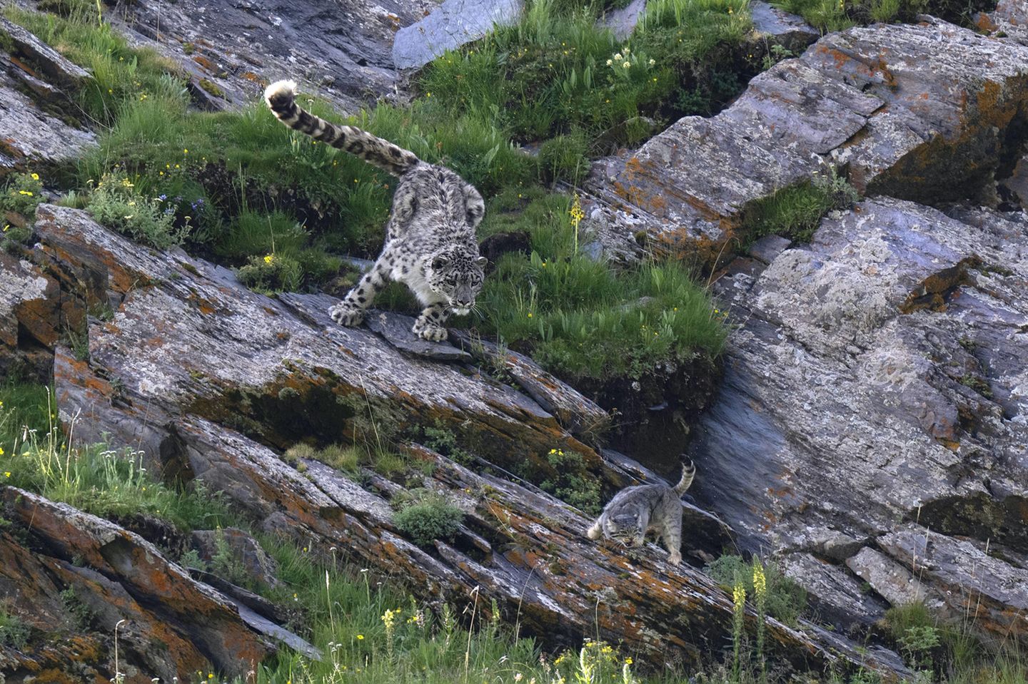 Auf den ersten Blick sieht es aus, als spielte hier auf einem Plateau in Tibet eine Schneeleopardenmutter mit ihrem Jungen. Doch die Szene fängt eine Jagd ein: Die kleinere Katze ist ein Manul, dessen Verbreitungsgebiet sich in Zentralasien mit dem seines größeren Verwandten überschneidet und der ganz offenbar auf dessen Speiseplan steht (Terrestrial Wildlife Winner)