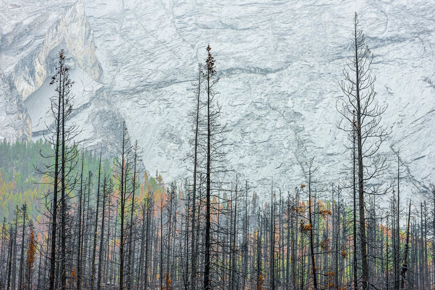 Viele Ökosysteme in der westlichen Hälfte Nordamerikas sind eigentlich an Waldbrände gewöhnt wie hier Jasper-Nationalpark in Alberta, Kanada. Großfeuer treten allerdings immer häufiger auf. Wie in diesem Sommer, als sich der Rauch der gigantischen Feuer über den ganzen Kontinent ausbreitete. Während sich Wälder, die an das Feuer angepasst sind, von Waldbränden geringer Intensität erholen können, haben Untersuchungen in den Rocky Mountains gezeigt, dass Baumsämlinge nach Großbränden nur schwer Fuß fassen können (Landscape, Waterscapes, and Flora Winner)