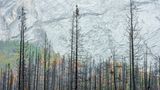 Viele Ökosysteme in der westlichen Hälfte Nordamerikas sind eigentlich an Waldbrände gewöhnt wie hier Jasper-Nationalpark in Alberta, Kanada. Großfeuer treten allerdings immer häufiger auf. Wie in diesem Sommer, als sich der Rauch der gigantischen Feuer über den ganzen Kontinent ausbreitete. Während sich Wälder, die an das Feuer angepasst sind, von Waldbränden geringer Intensität erholen können, haben Untersuchungen in den Rocky Mountains gezeigt, dass Baumsämlinge nach Großbränden nur schwer Fuß fassen können (Landscape, Waterscapes, and Flora Winner)