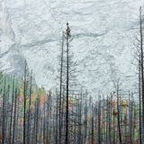 Viele Ökosysteme in der westlichen Hälfte Nordamerikas sind eigentlich an Waldbrände gewöhnt wie hier Jasper-Nationalpark in Alberta, Kanada. Großfeuer treten allerdings immer häufiger auf. Wie in diesem Sommer, als sich der Rauch der gigantischen Feuer über den ganzen Kontinent ausbreitete. Während sich Wälder, die an das Feuer angepasst sind, von Waldbränden geringer Intensität erholen können, haben Untersuchungen in den Rocky Mountains gezeigt, dass Baumsämlinge nach Großbränden nur schwer Fuß fassen können (Landscape, Waterscapes, and Flora Winner)