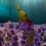 Da es kaum mehr natürliche Feinde gibt – Seeotter und bestimmte Seesterne – breiten sich Seeigel in weiten Teilen der US-Westküste immer weiter aus. Sie fressen Tang und vernichten damit die einzigartige Kelpwälder, Lebensraum zahlreicher Arten. Zwischen 2008 und 2019 verschwanden etwa 95 Prozent der Kelpwälder in Nordkalifornien. Dieses Foto entstand in einem der letzten intakten Seetangwälder. Auch dort kommen natürlicherweise Seeigel vor, die hier ein loses verputzen (Aquatic Life Winner)