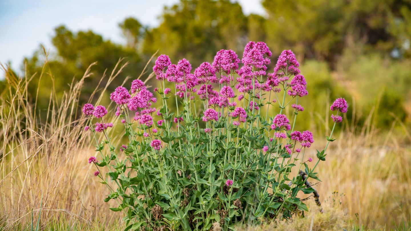 Klimafester Garten: Angesichts des Klimawandels gewinnen trockenresistente Pflanzen in unseren Gärten immer mehr an Bedeutung Angesichts des Klimawandels gewinnen trockenresistente Pflanzen in unseren Gärten immer mehr an Bedeutung