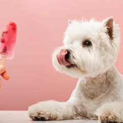 Hunde-Eis