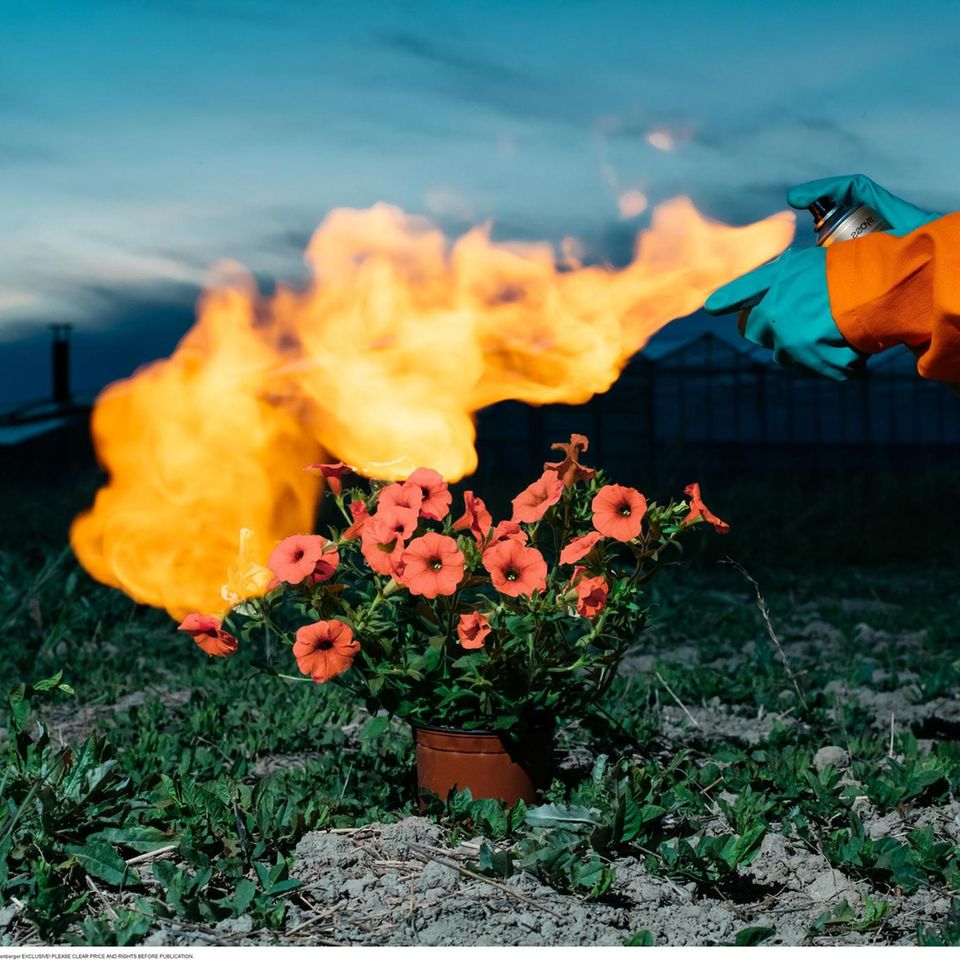 Kurz nach Auffliegen der gentechnisch veränderten Petunien ordnen Behörden weltweit deren Vernichtung an. Eine empfohlene Metzelmethode stellte Pichler hier nach: Abfackeln 