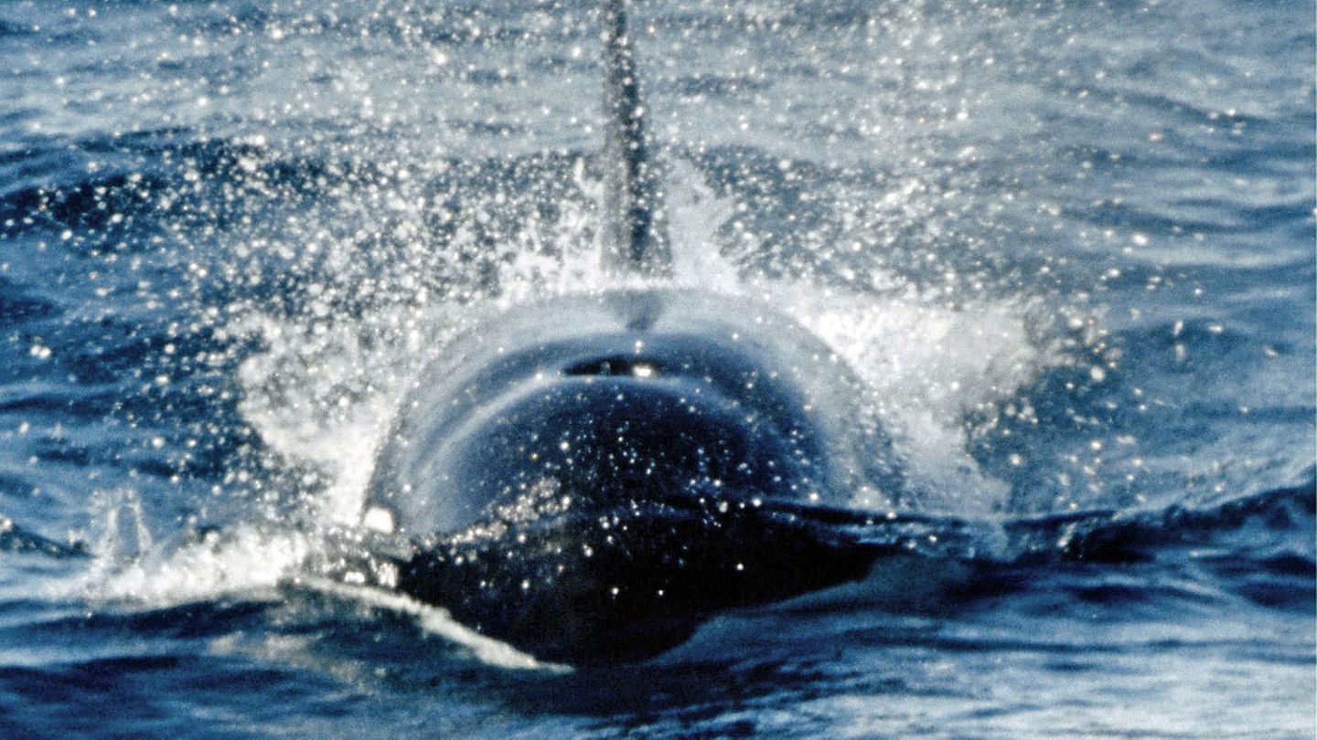 Orca greift erstmals in der Nordsee an [GEO]