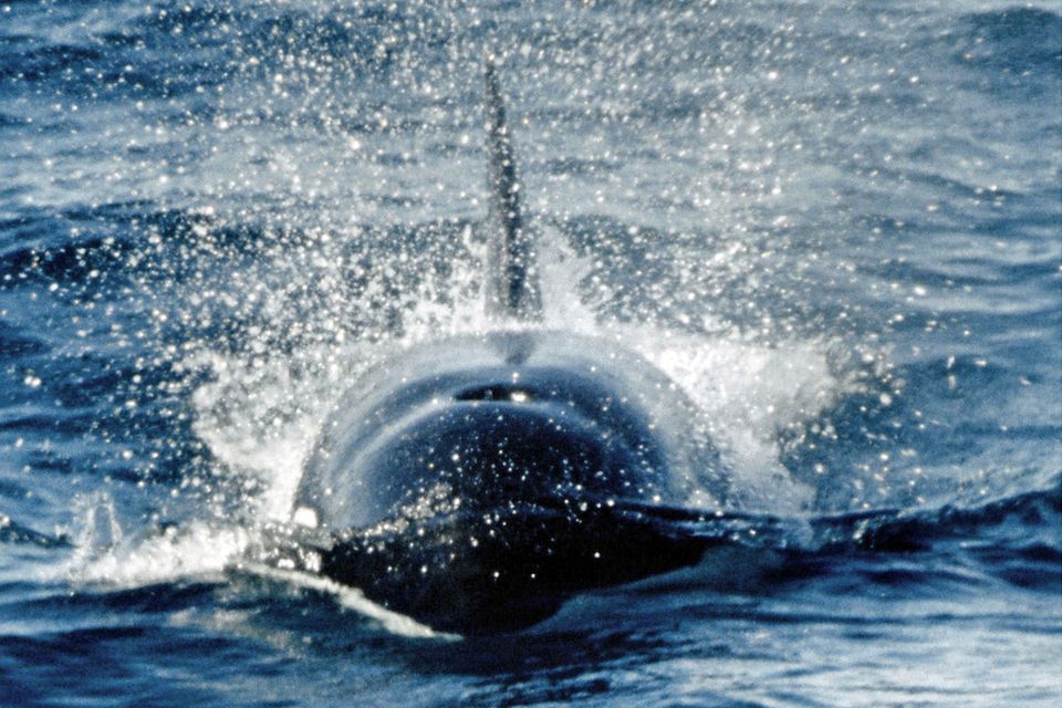 Schwertwale haben schon zahllose Segelyachten beschädigt, mindestens zwei sind nach Attacken gesunken. Soweit bekannt ist, blieben die Menschen an Bord jedoch durchweg unverletzt