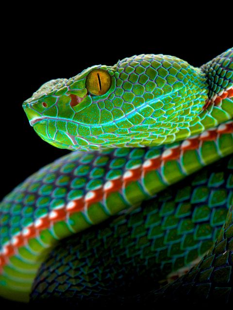 Weltweit gibt es schätzungsweise 4000 Schlangenarten – manche von ihnen sind atemberaubend schön gefärbt wie diese Viper, die in Thailand und Malaysia zu Hause ist
