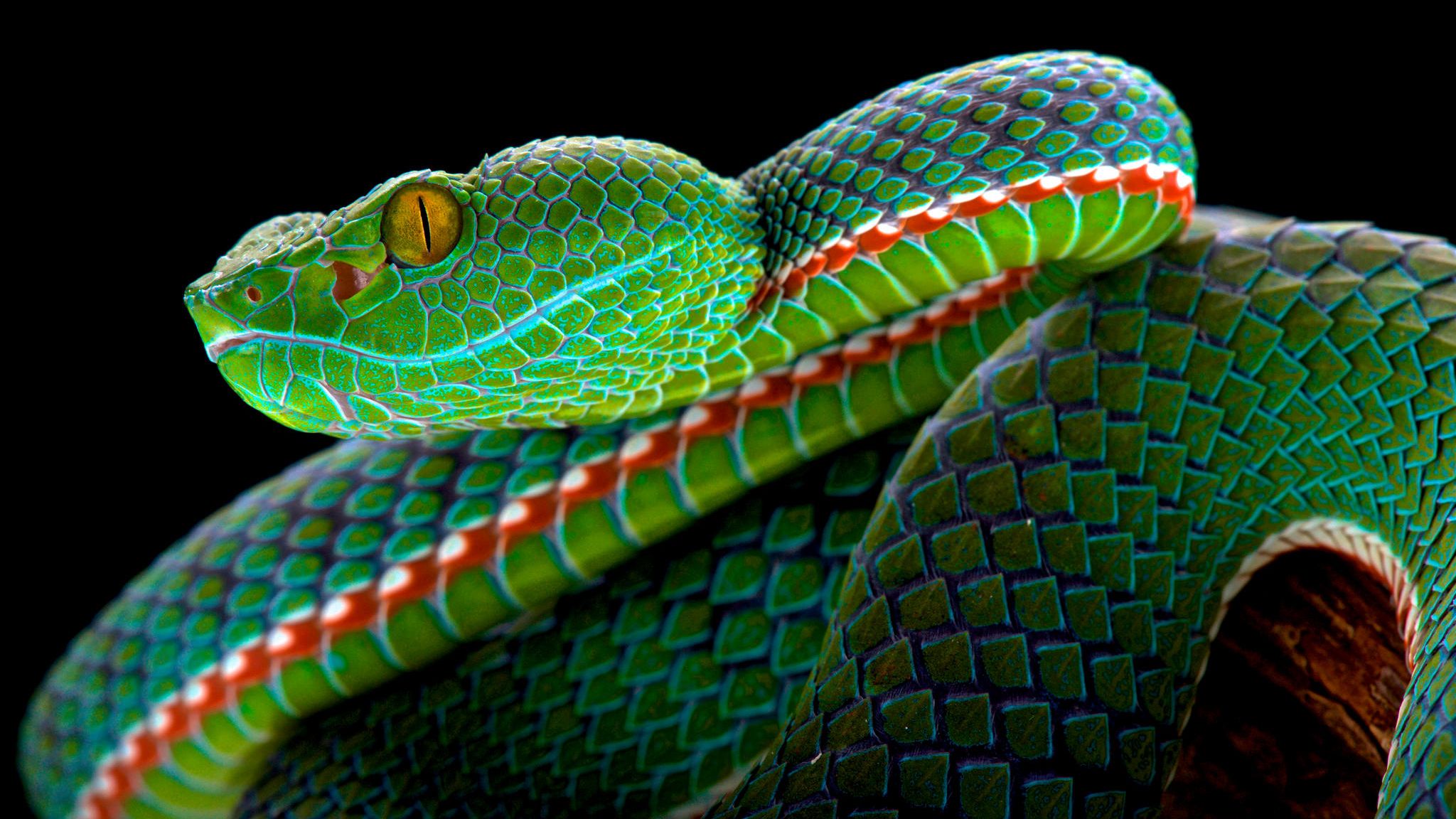 Weltweit gibt es schätzungsweise 4000 Schlangenarten – manche von ihnen sind atemberaubend schön gefärbt wie diese Viper, die in Thailand und Malaysia zu Hause ist