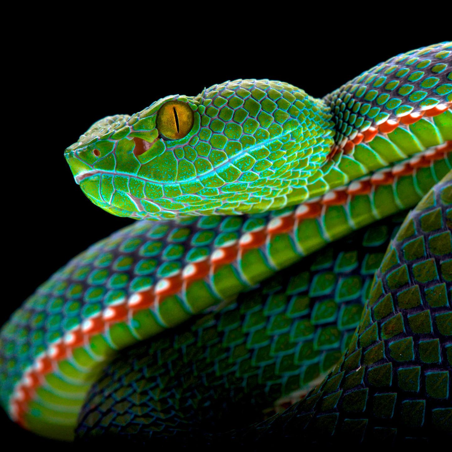 Weltweit gibt es schätzungsweise 4000 Schlangenarten – manche von ihnen sind atemberaubend schön gefärbt wie diese Viper, die in Thailand und Malaysia zu Hause ist