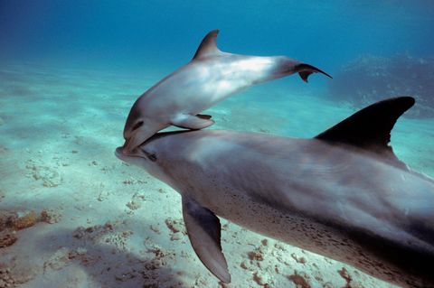 Delfine Große Tümmler: Mutter und Junges