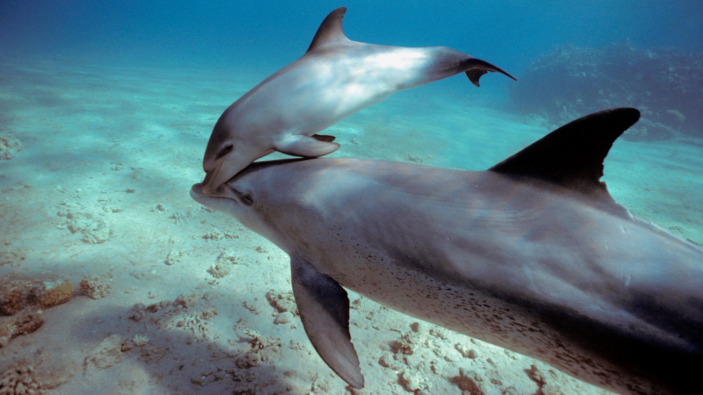 Delfine Große Tümmler: Mutter und Junges